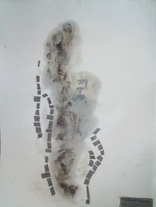 jail flowers_smoke drawing_diadenis